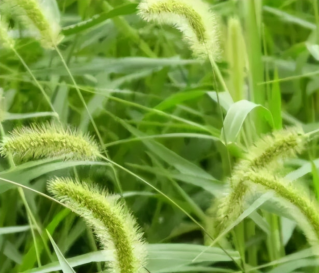 狗尾巴草哪部分可煮水喝,狗尾巴草煮水喝的功效及传说