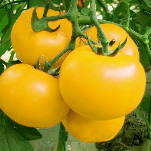 番茄叶片边缘焦枯卷曲,番茄叶子卷曲皱缩怎么处理