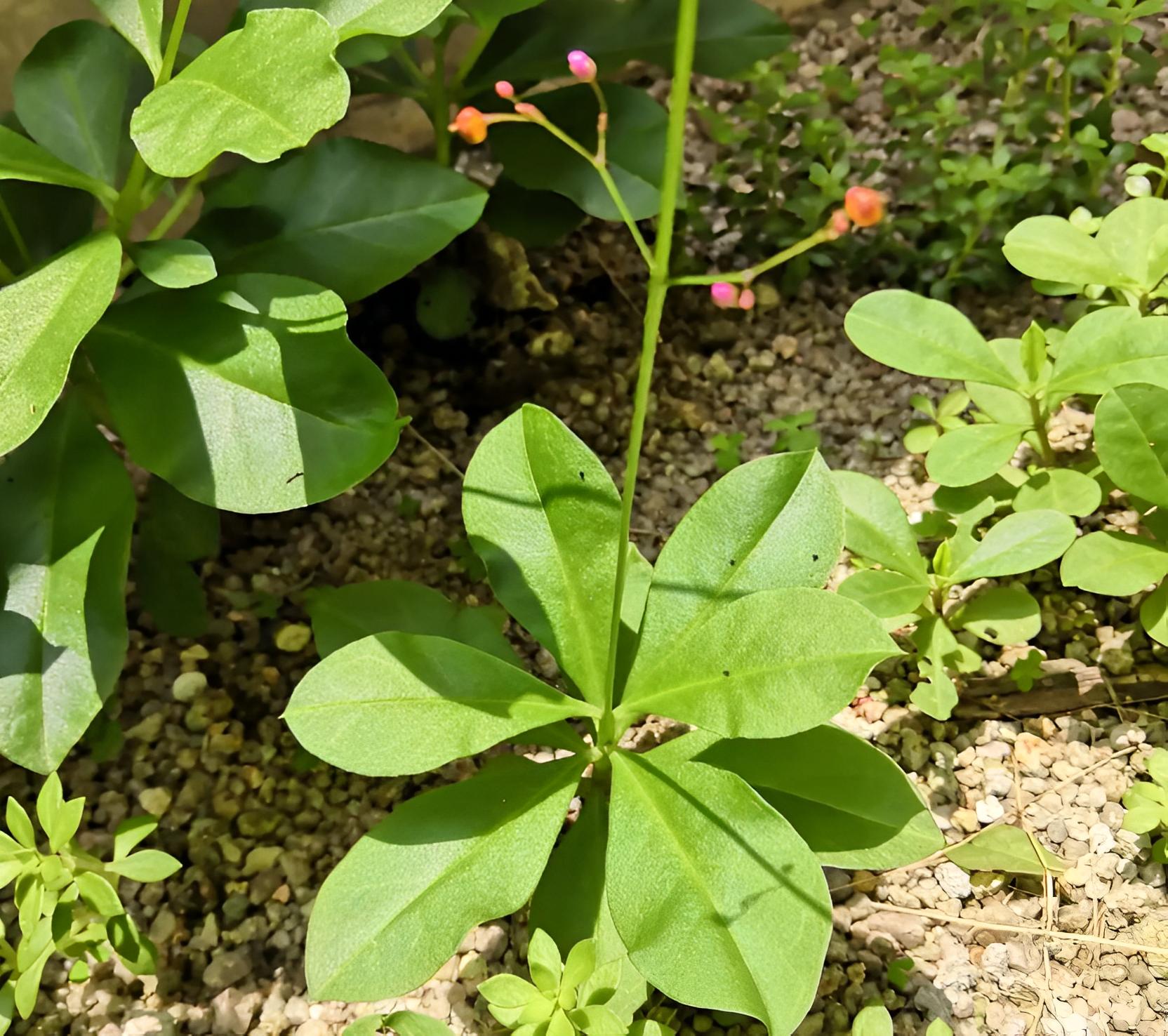 农村野生土人参,农村院落生长野生人参