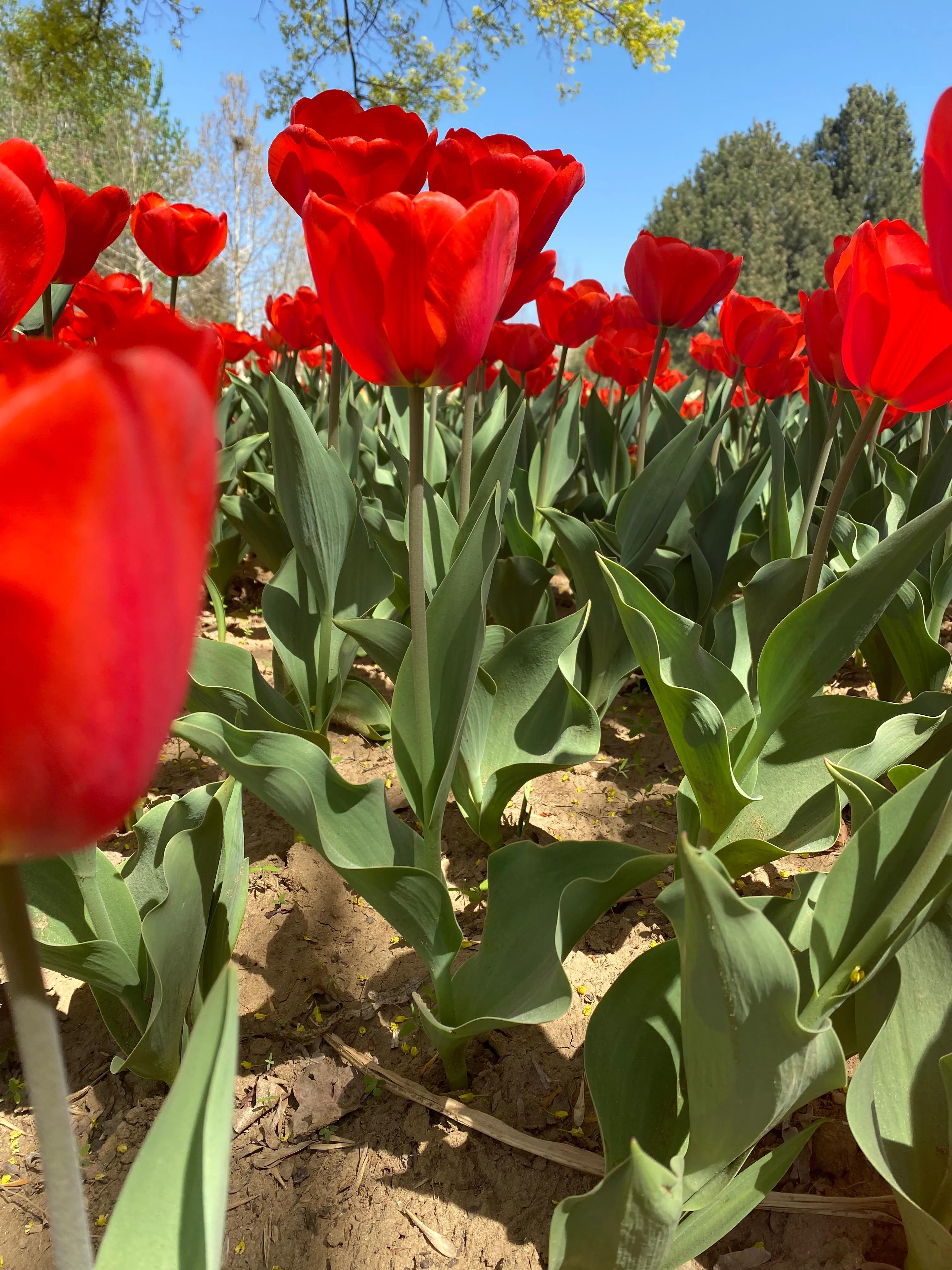 北京鲜花港郁金香节,顺义鲜花港郁金香盛开