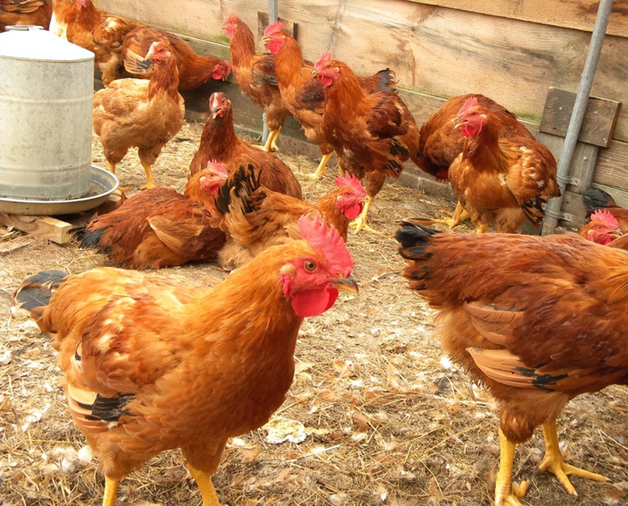 高温停电养殖户鸡被热死视频,高温养鸡场死鸡现场