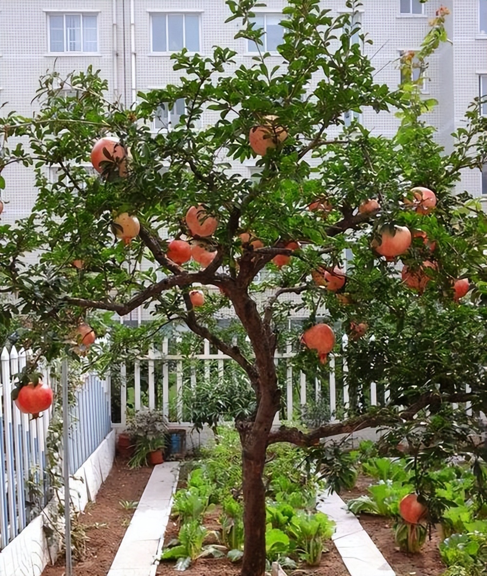 适合家庭院子种植的大型果树,适合阳台种植的果树结果多