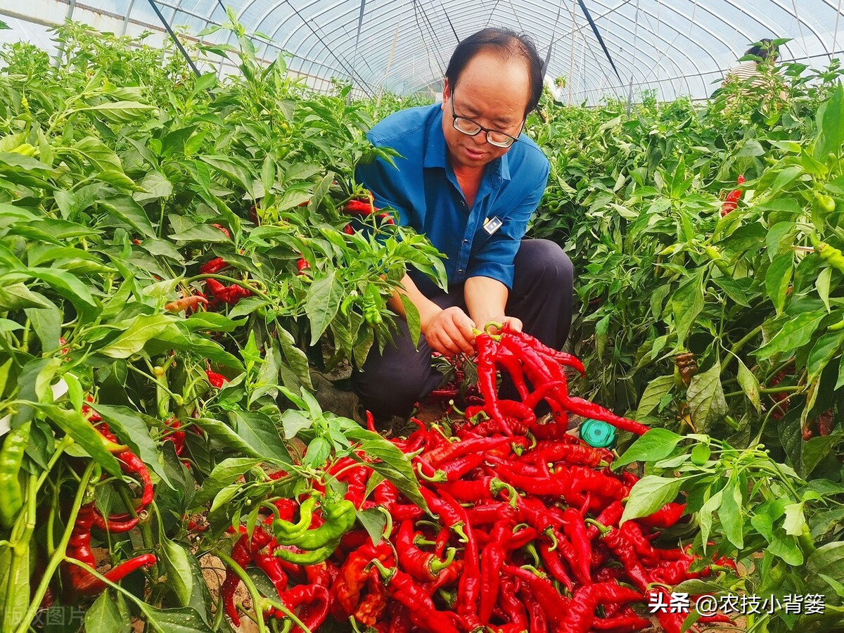颜色不同的蛋白,各种规格鱼蛋白