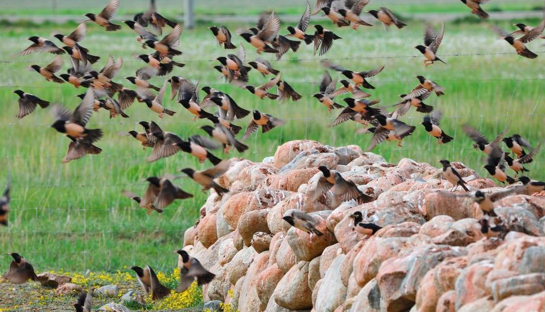 中国这几年怎么消灭蝗虫的,治理蝗虫的办法中国有哪些绝招