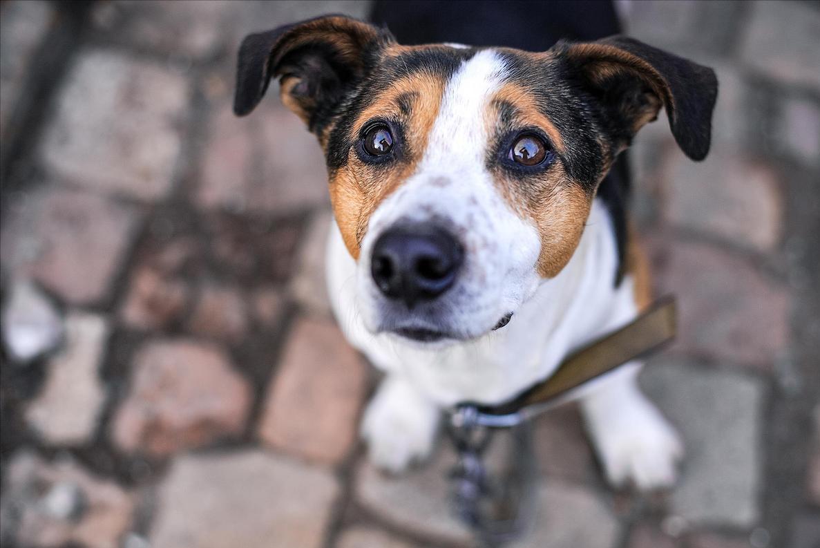 狗狗毛发干燥无光泽怎么快速解决,狗狗毛发干枯无光泽吃什么改善