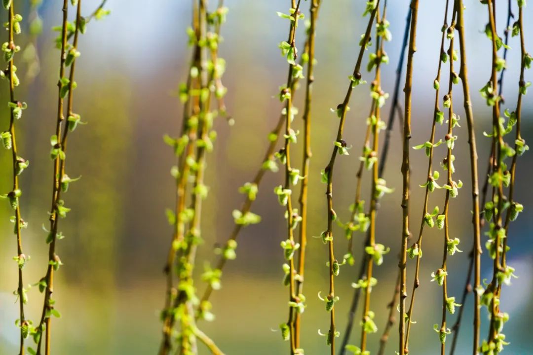 最走心的春天诗句,关于春天的唯美的诗句大全集