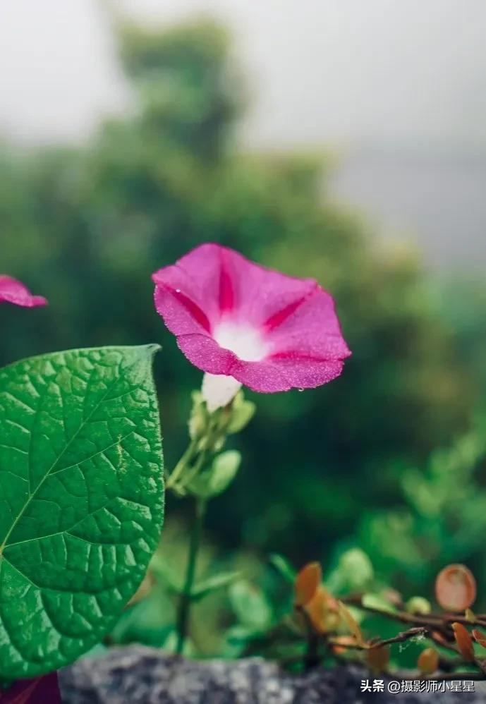 小小牵牛花鲜艳夺目,小小牵牛花教学