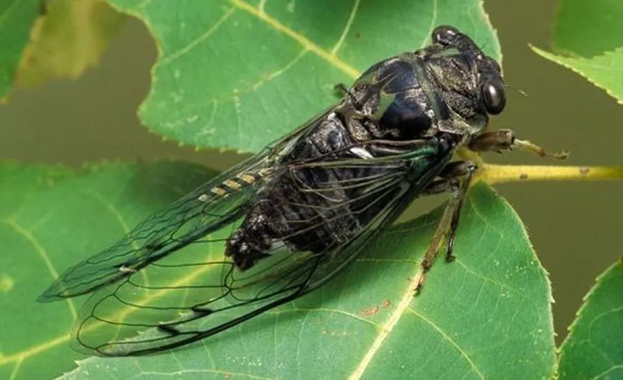 少儿创意绘画作品撕贴,缤纷夏日的儿童撕贴画