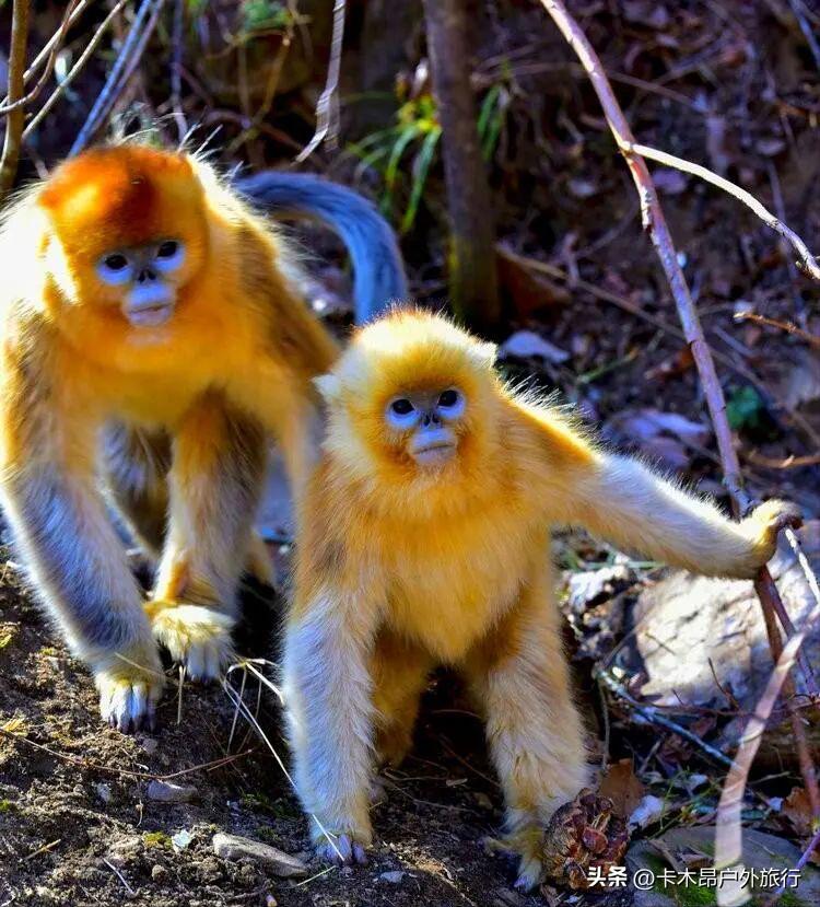 西安秦岭看雪景的最佳地方,西安秦岭小火车看雪景攻略