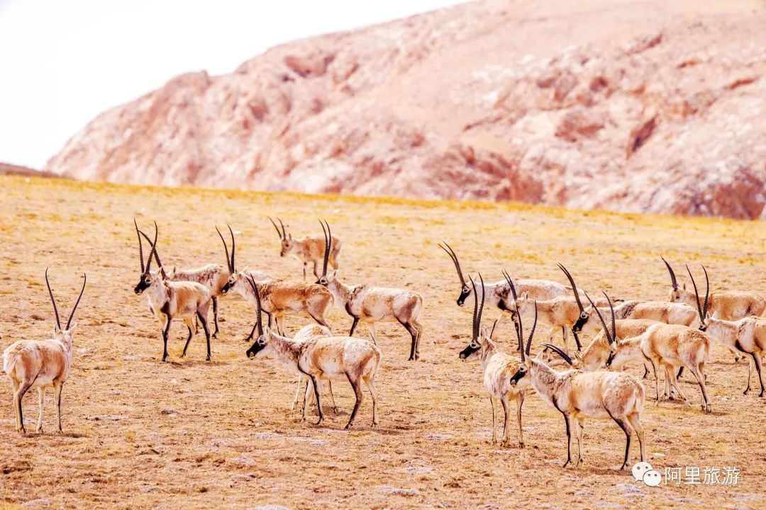 西藏最近很火的大地之树,网红大地之树