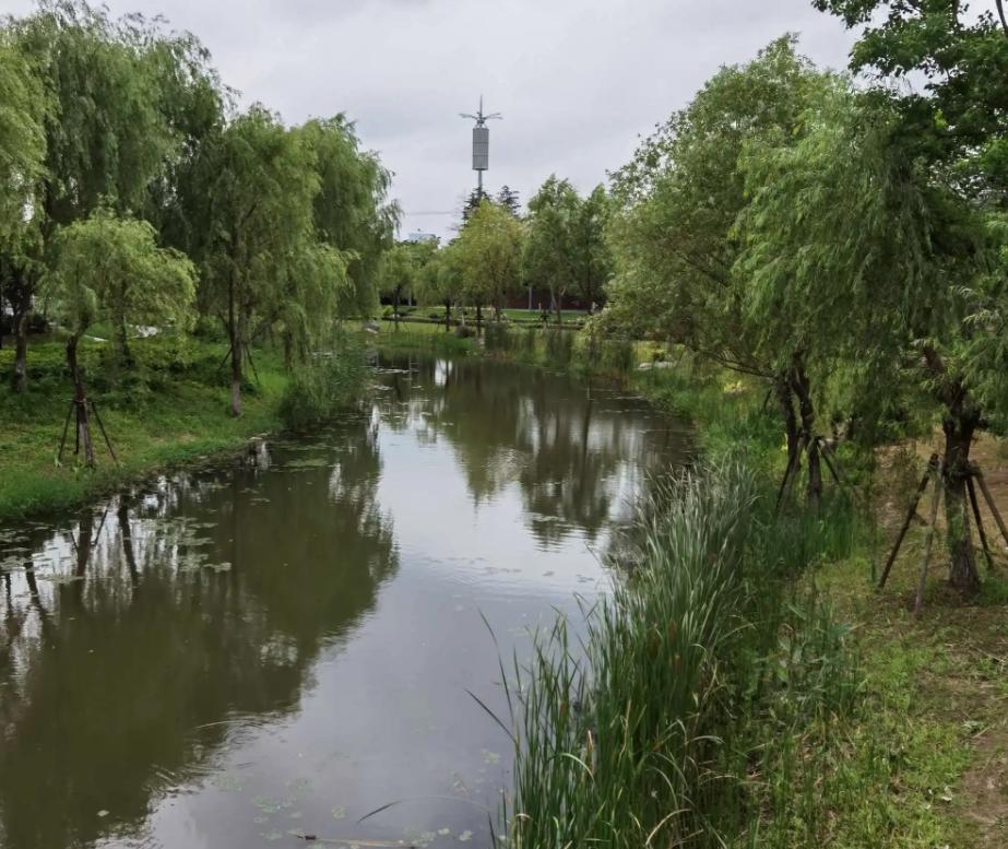 上海附近的森林秘境,上海惊现的森林秘境