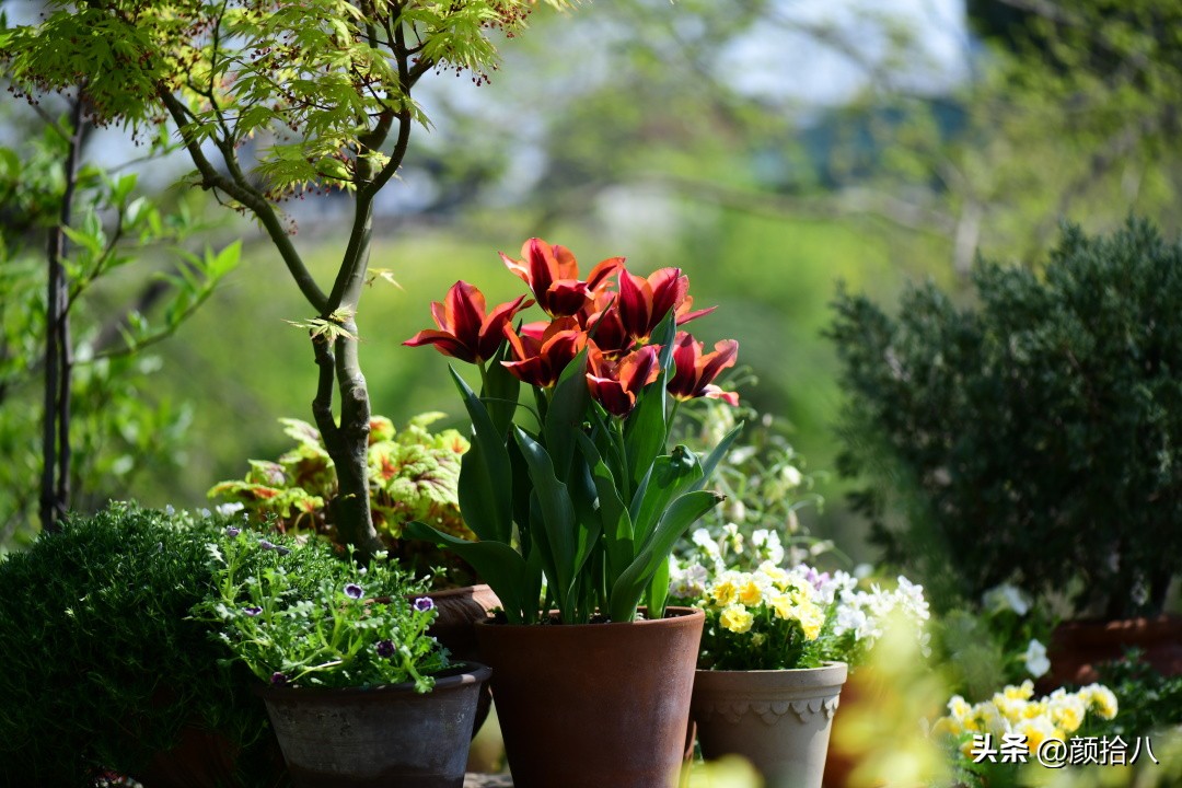 河马花园最耐阴植物,最漂亮的花园里的郁金香