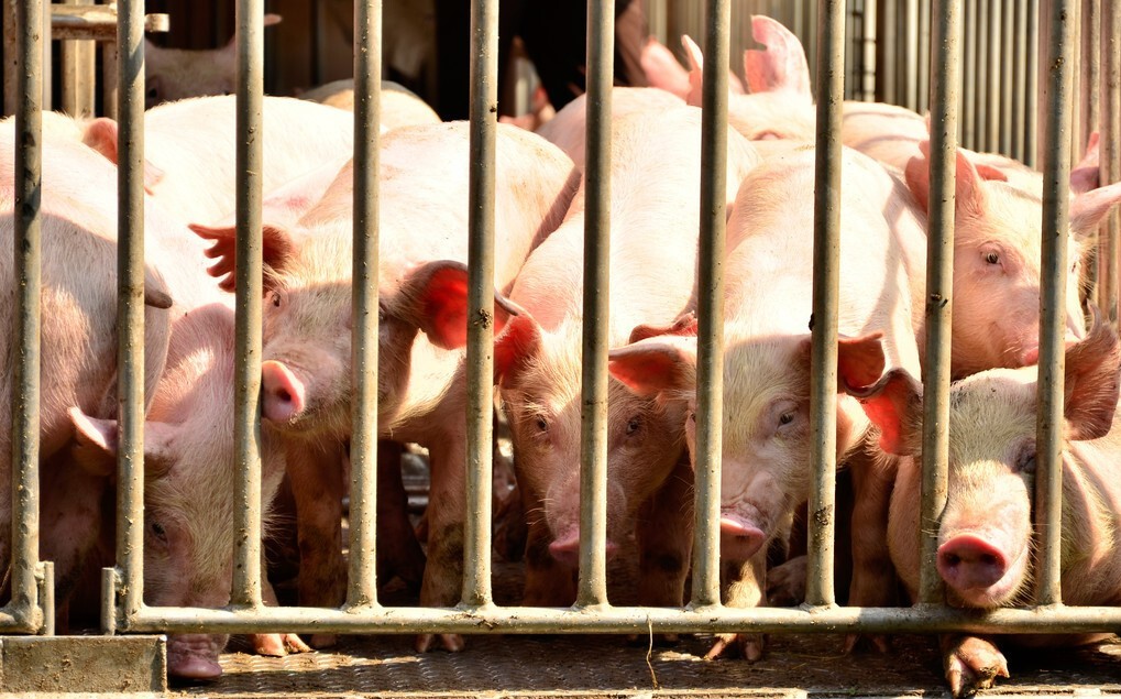 养猪咋了？河南大佬倒在黎明前，正邦被申请破产，来自前江西首富