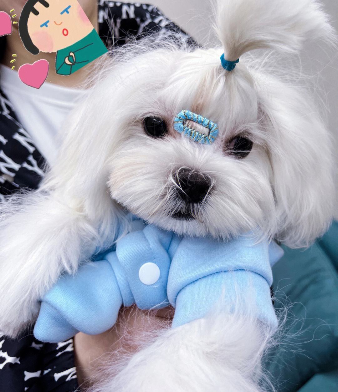 12种最适合懒人养的狗狗泰迪,适合女生养的狗泰迪缺点