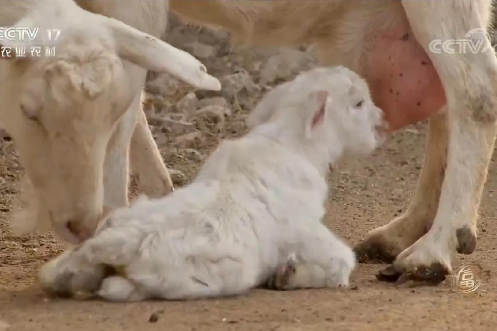 男子筹集40万承包300多亩山林养猪,一小伙承包荒山搞养殖年挣百万