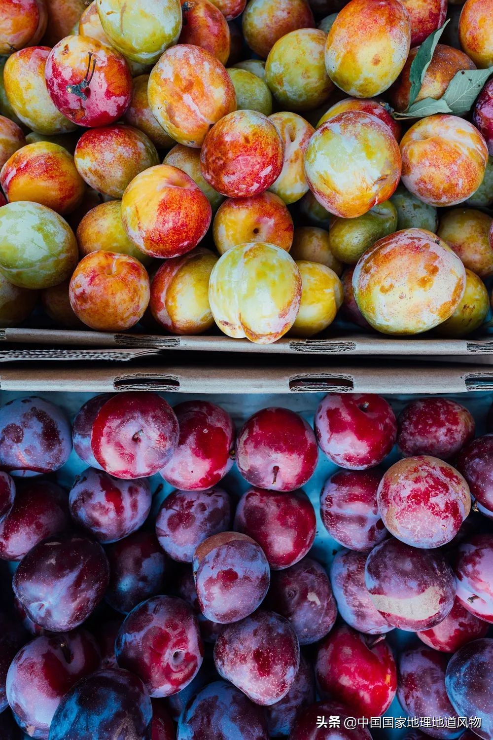 李子哪个品种最甜最好吃,李子种植哪个品种最好吃