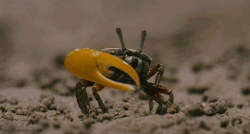 活螃蟹直接煮会痛苦吗,煮螃蟹是不是太残忍了