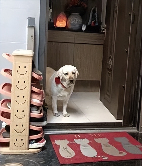 狗狗分离焦虑太严重,狗狗分离焦虑一不在家就拆家