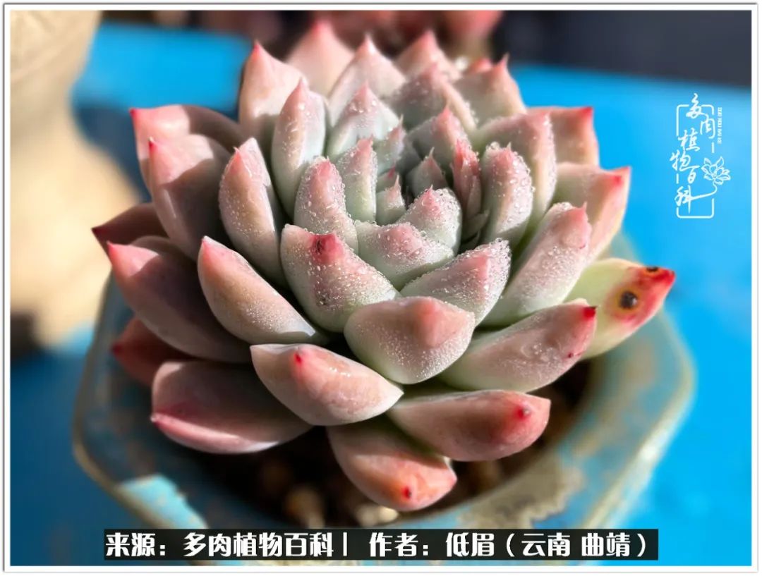 玉露多肉冬季分盆,玉露多肉怎样才能晶莹剔透