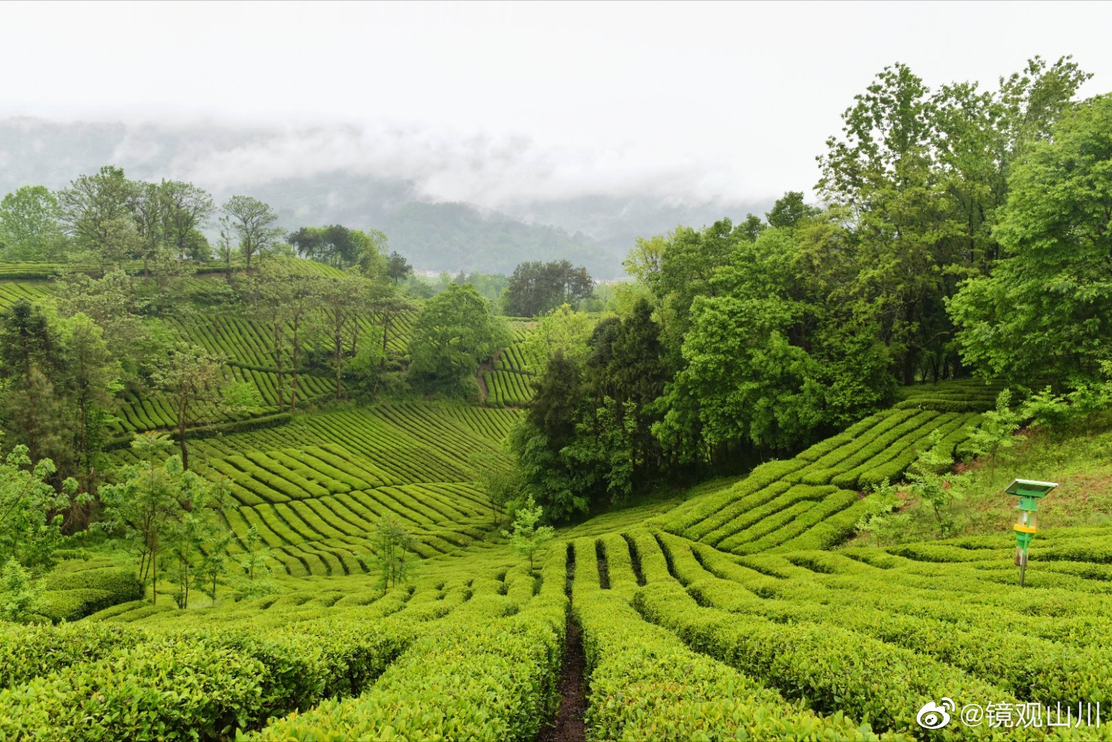 西乡县著名的茶园有哪些,西乡是中国最美茶园吗