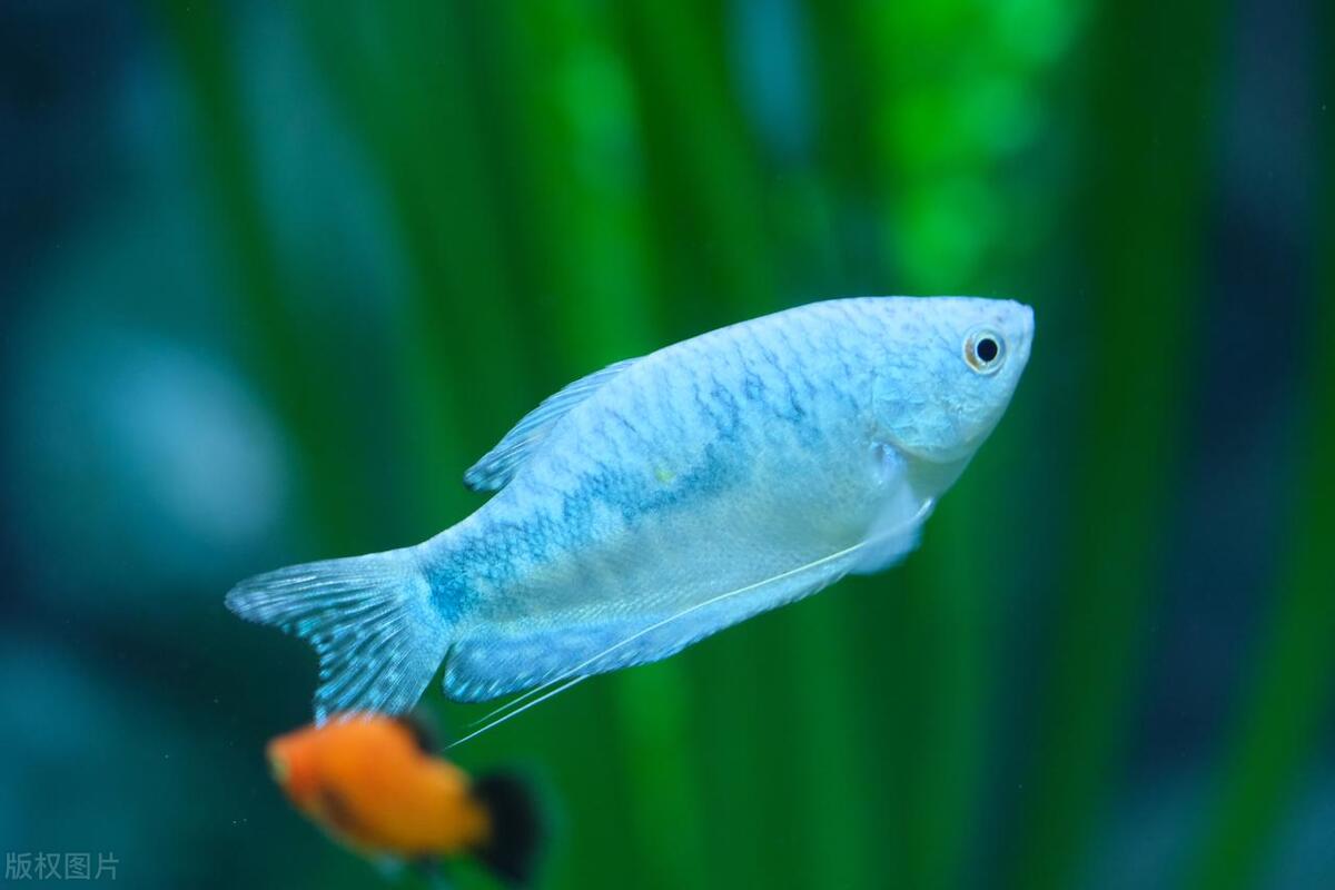 河里小鱼怎么才能抓到,小鱼在河里饲养