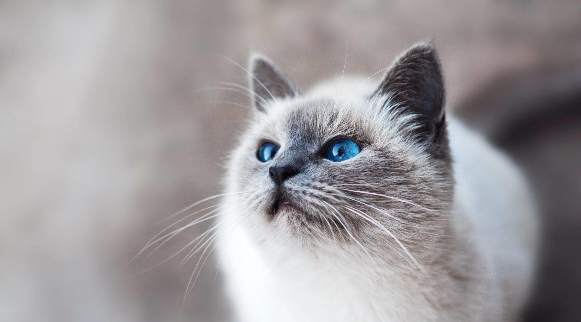 山寨机搞笑段子视频,搞笑的山寨段子