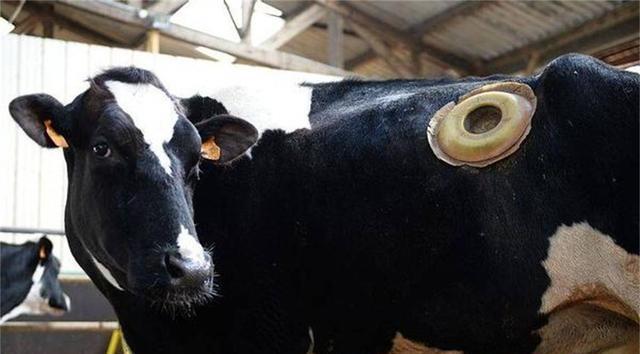 奶牛身上开洞的视频,牛身开洞是什么原因