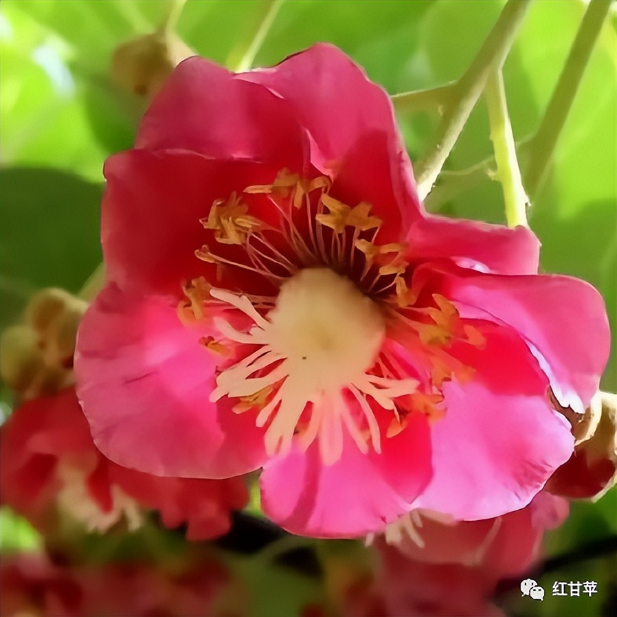 签了！中科院武汉植物园与百花园签署“满天红二号”授权使用协议