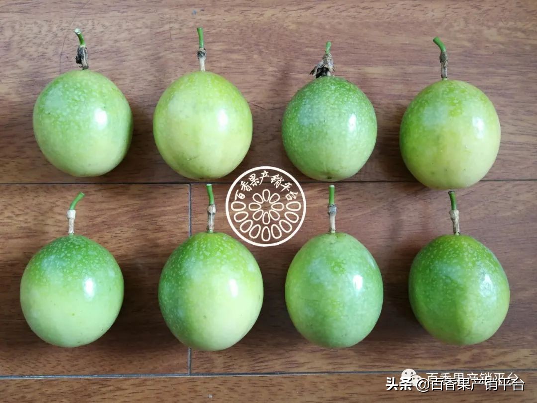 钦蜜9号百香果的藤是什么颜色,钦蜜9号黄金百香果市场分析