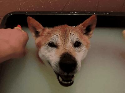 狗狗毛发少怎么办,狗狗毛特别稀少怎么办