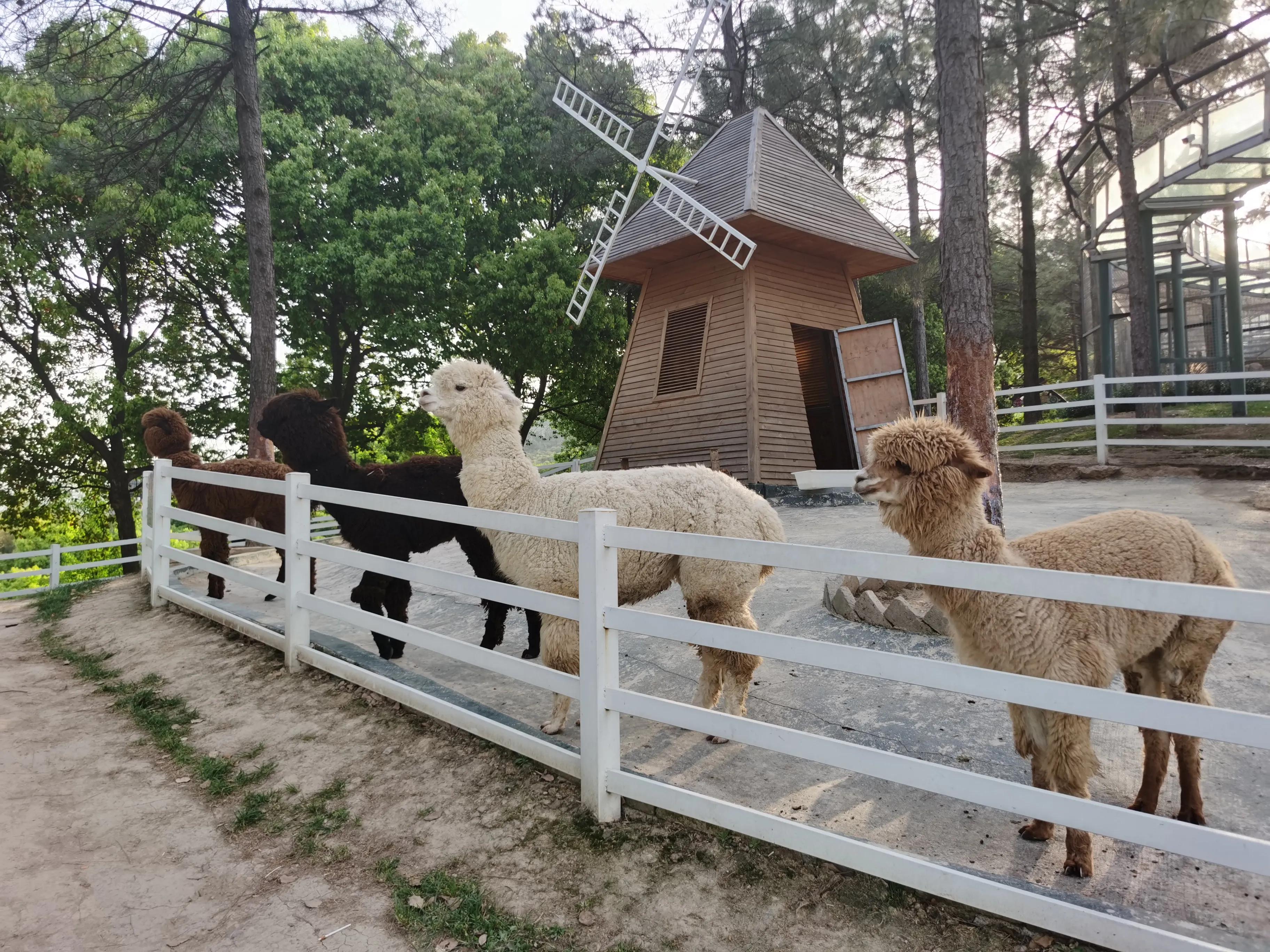 杭迪会·超级奶爸训练营——带娃出去春游啦