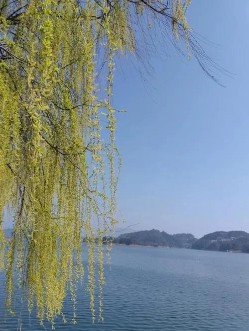 江边垂柳唯美诗句,原创咏柳诗