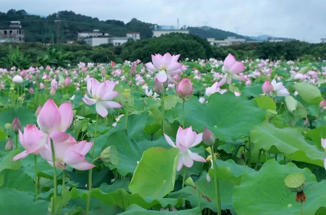 从化东成荷花园,从化摘荔枝之旅
