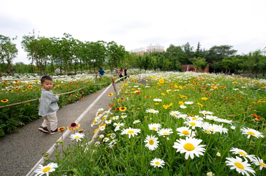 郑州莫奈花园在哪里,郑州版莫奈花园在哪