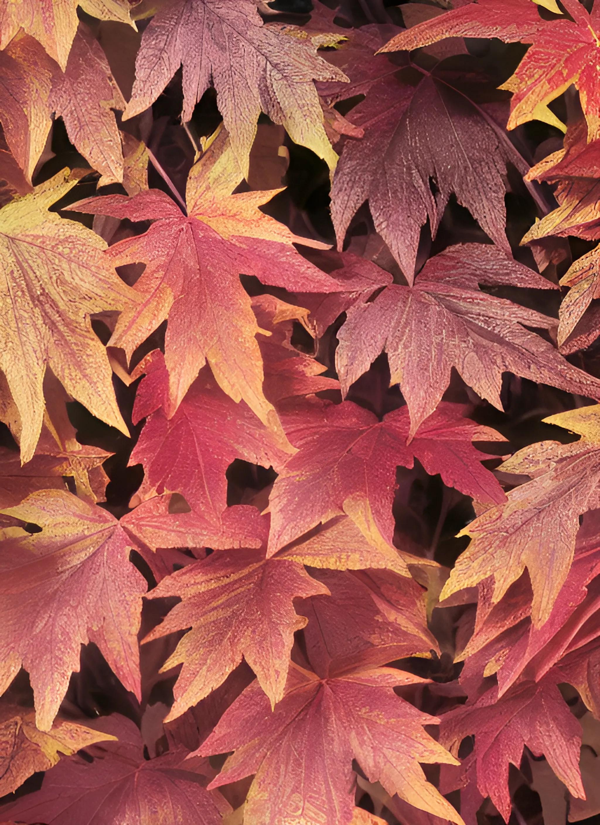 爬山虎的叶子也是到了秋天变红吗,爬山虎的四季特点图