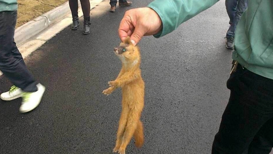 深析捕杀野生动物，探究带来可怕后果