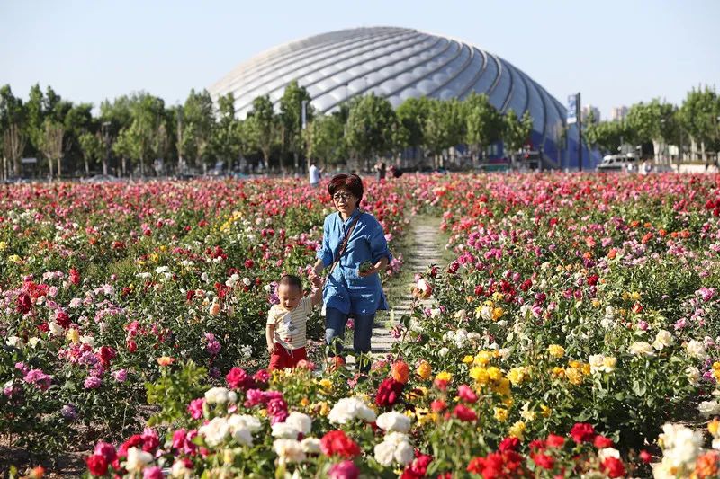 “路”人皆知“坛”花常见！泰达这些精品道路、花坛等你来打卡！