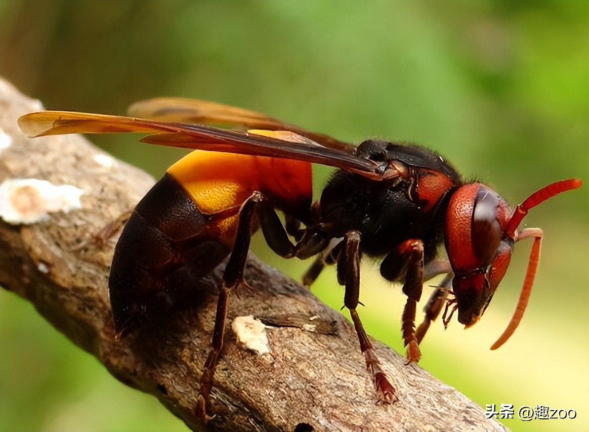 世界上最危险的蜂类,世界上最毒的蜂排名