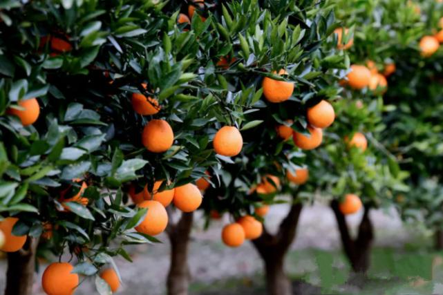 甘肃这边的水果,甘肃的水果少吗