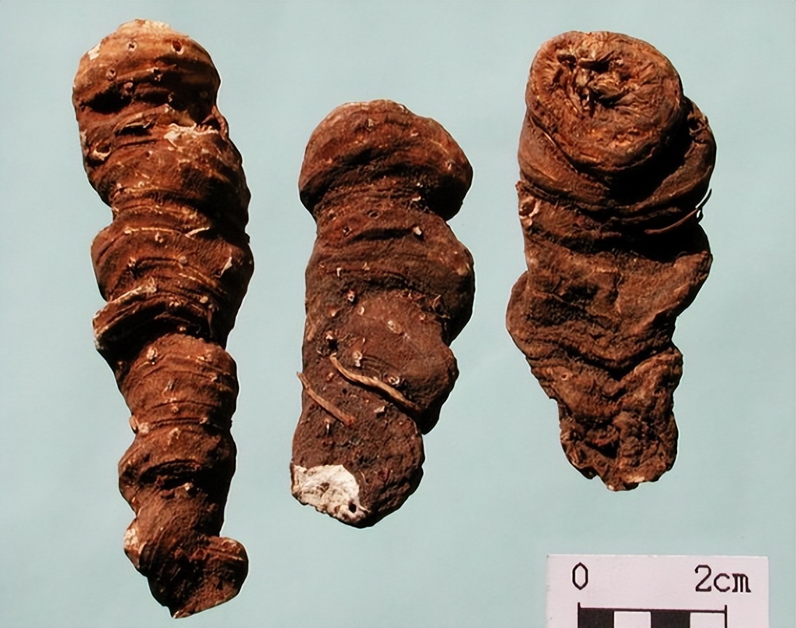 带你识别灵芝,重楼品种识别视频