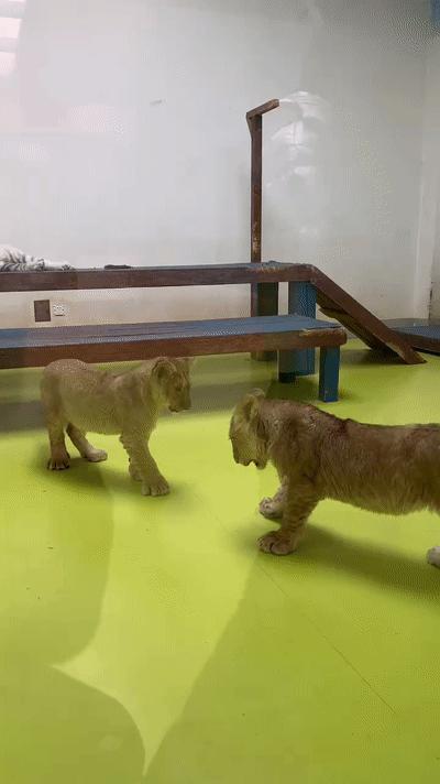 一天玩遍北京野生动物园,包场去鸟巢