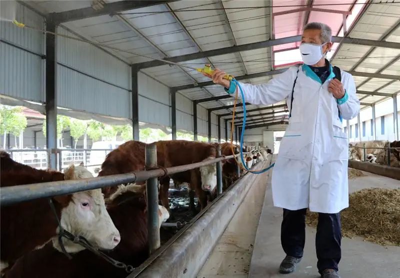 肉牛养殖方法和注意事项有哪些,肉牛养殖入门技巧和方法