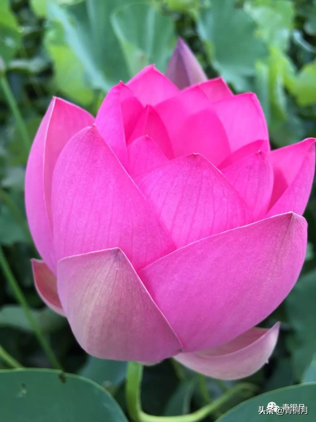 诗词第5季,洛夫《边界望乡》解析