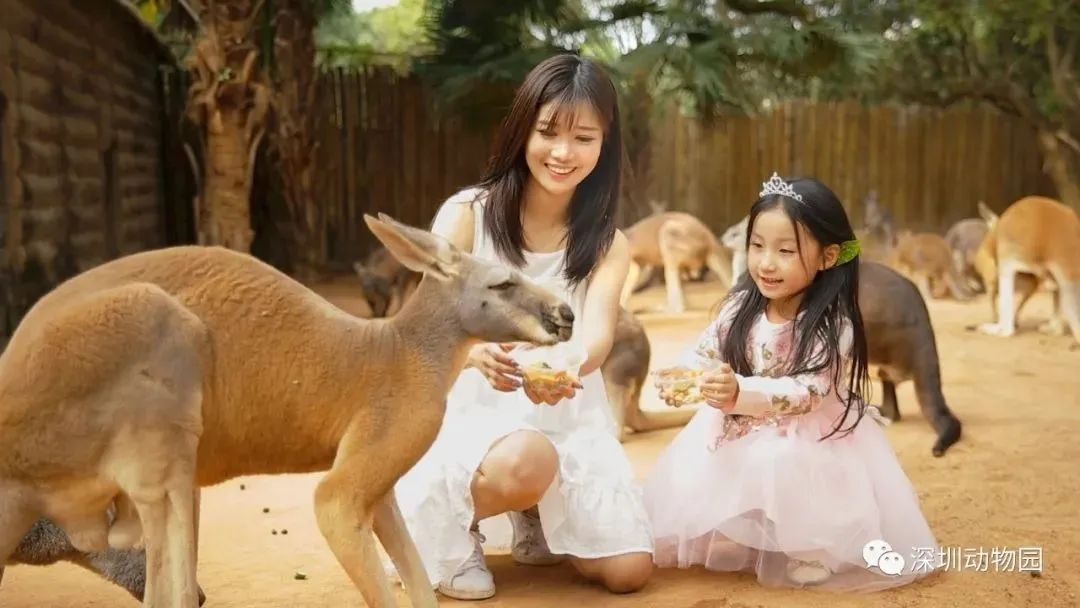 深圳五一免费景点攻略,深圳周边三八节免费景点