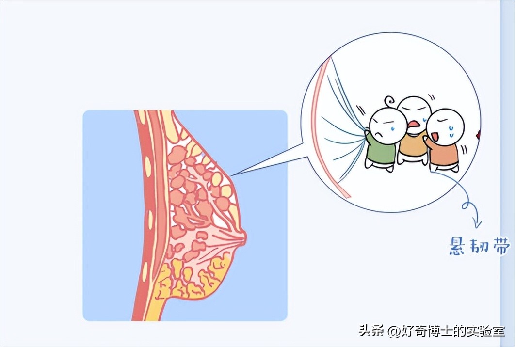 女人的胸部，为啥不能随便乱揉？