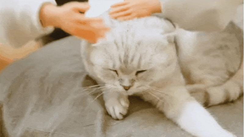 英短猫怎样才能哄好,英短猫抓不抓鼠