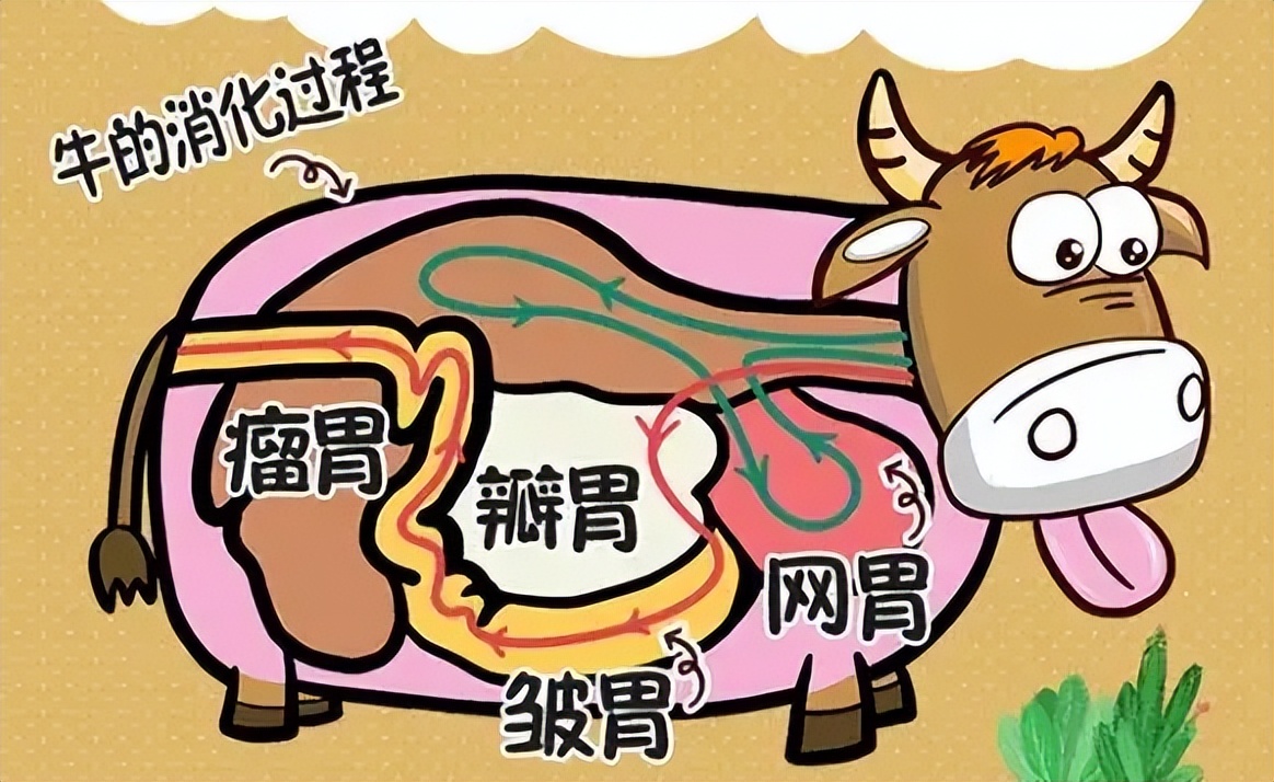 小朋友问为什么牛羊吃草会那么壮,为什么牛羊吃草还会长得这么肥