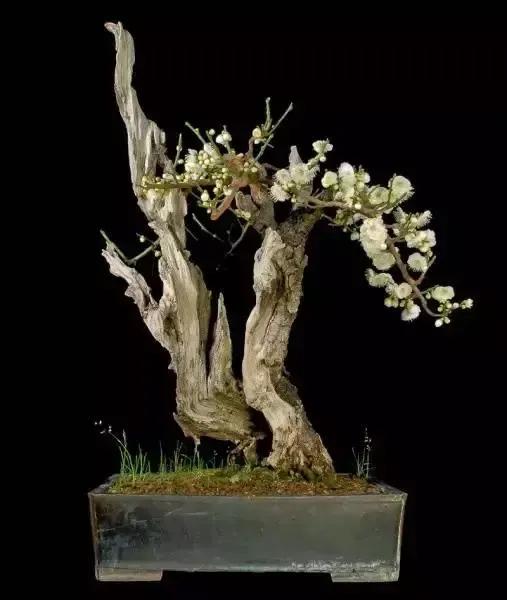 梅花老桩盆景,梅花盆景制作