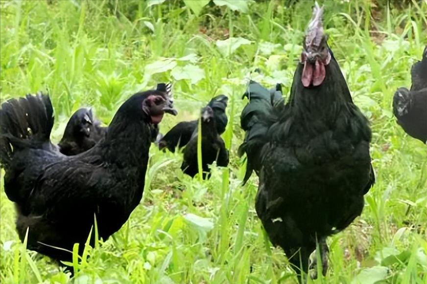 绿壳蛋鸡的养殖方法和注意事项,养100只绿壳蛋鸡一年能有多少利润