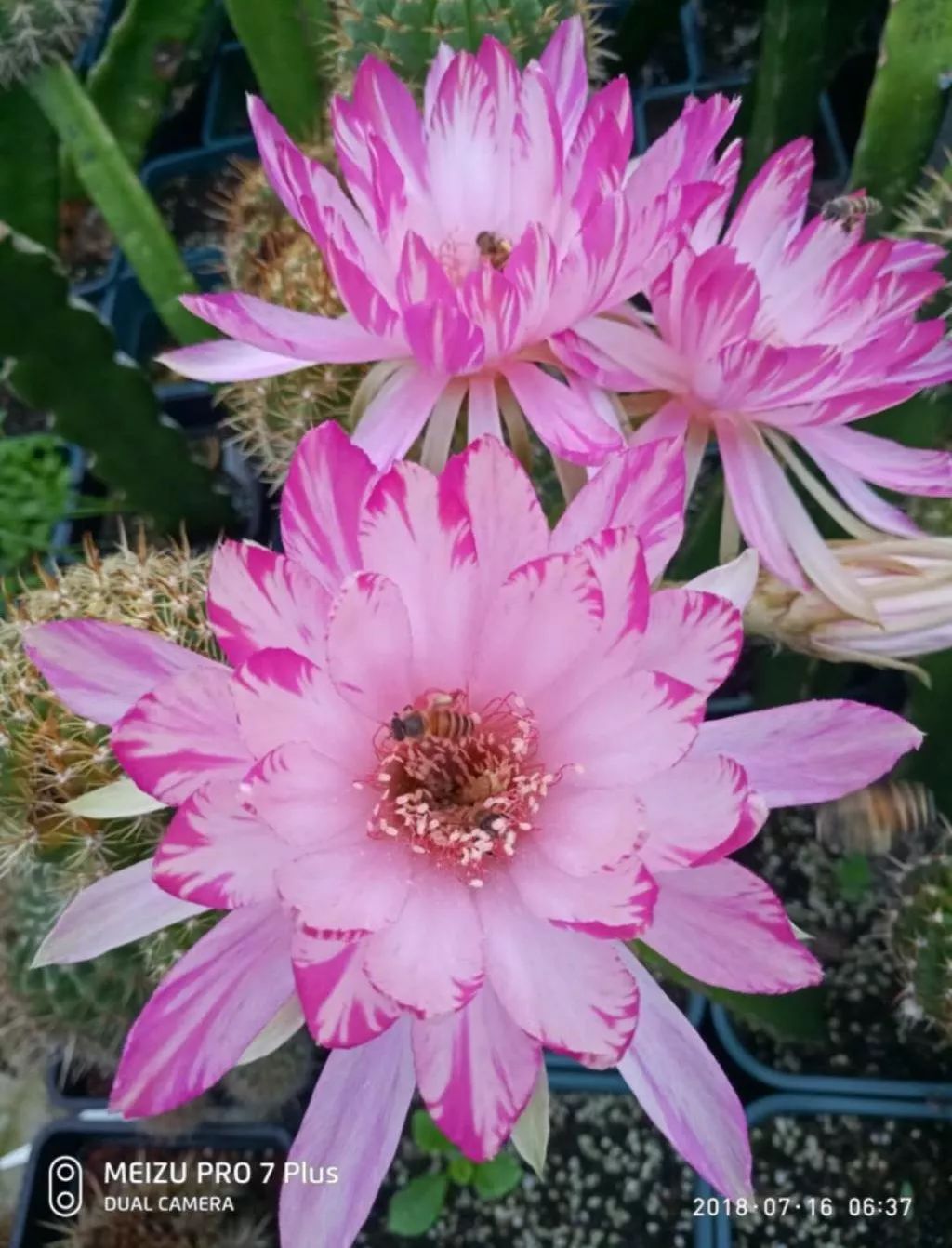 200种·仙人球开花图鉴，大开眼界，美到爆